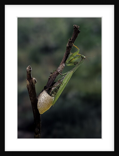 Mantis religiosa (praying mantis) - laying by Anonymous