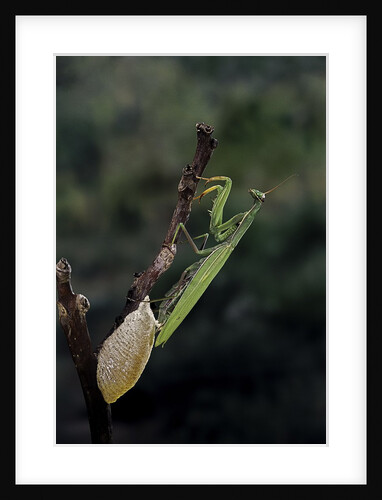 Mantis religiosa (praying mantis) - laying by Anonymous