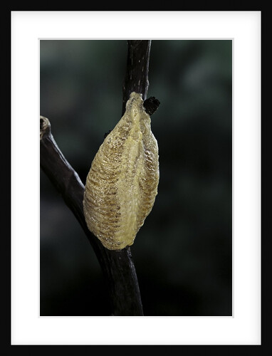 Mantis religiosa (praying mantis) - recently laid ootheca by Anonymous