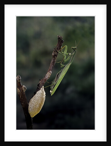 Mantis religiosa (praying mantis) - laying by Anonymous