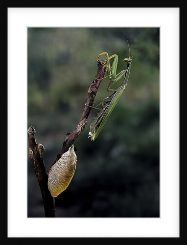 Mantis religiosa (praying mantis) - laying by Anonymous