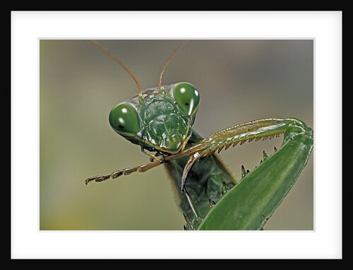 Mantis religiosa (praying mantis) by Anonymous