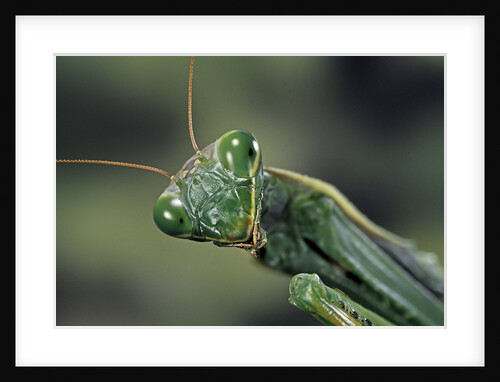 Mantis religiosa (praying mantis) by Anonymous