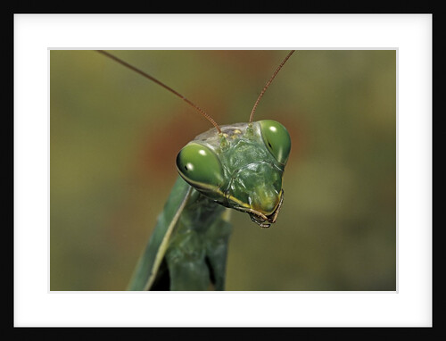 Mantis religiosa (praying mantis) by Anonymous