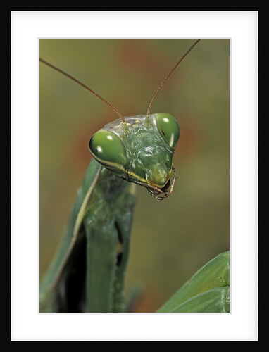 Mantis religiosa (praying mantis) by Anonymous