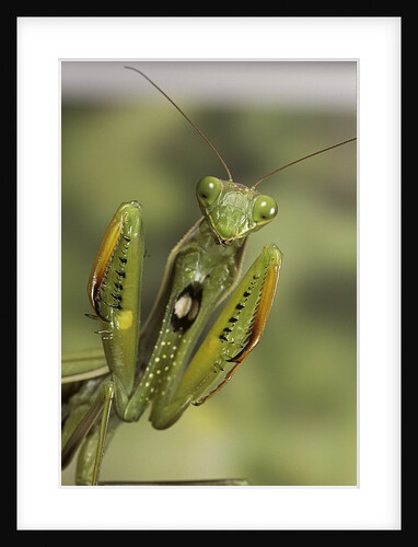 Mantis religiosa (praying mantis) - in defensive posture, threat display by Anonymous