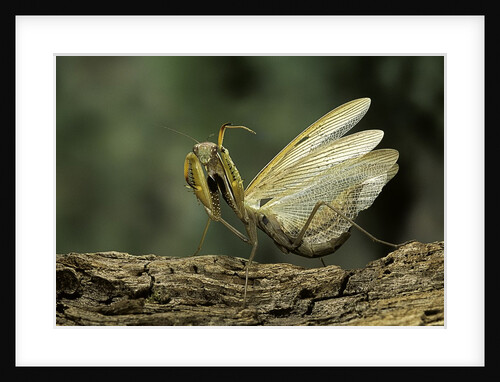 Mantis religiosa (praying mantis) - in defensive posture, threat display by Anonymous
