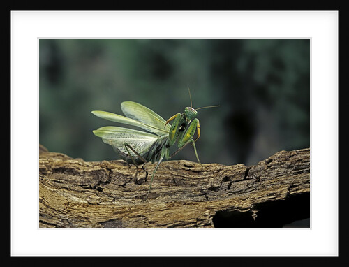 Mantis religiosa (praying mantis) - in defensive posture, threat display by Anonymous