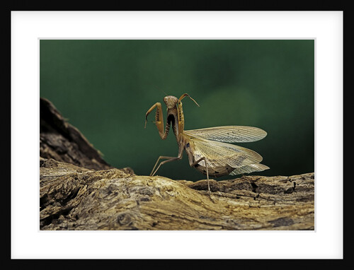 Mantis religiosa (praying mantis) - in defensive posture, threat display by Anonymous