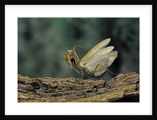 Mantis religiosa (praying mantis) - in defensive posture, threat display by Anonymous