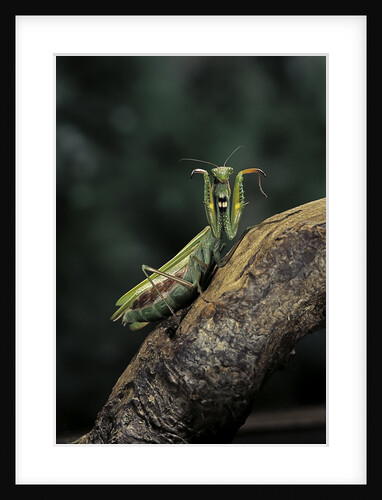 Mantis religiosa (praying mantis) - in defensive posture, threat display by Anonymous