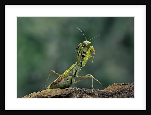 Mantis religiosa (praying mantis) - in defensive posture, threat display by Anonymous