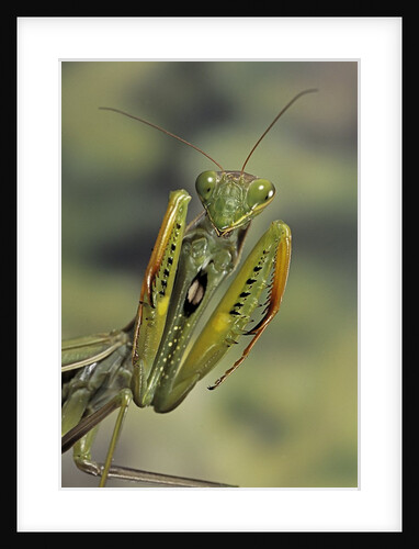 Mantis religiosa (praying mantis) - in defensive posture, threat display by Anonymous