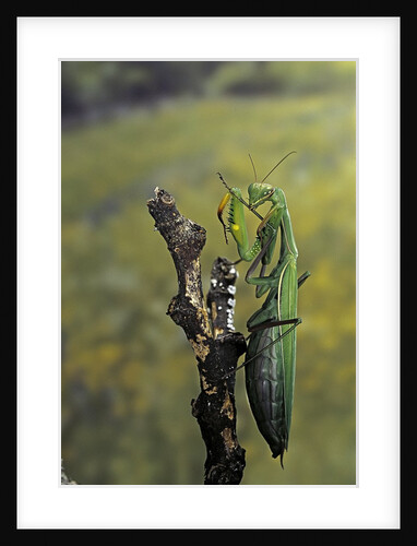Mantis religiosa (praying mantis) - female ready to lay by Anonymous