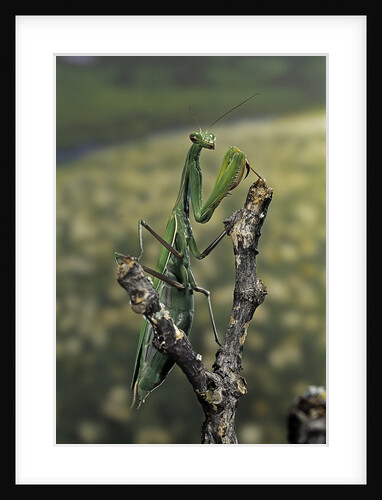 Mantis religiosa (praying mantis) - female ready to lay by Anonymous