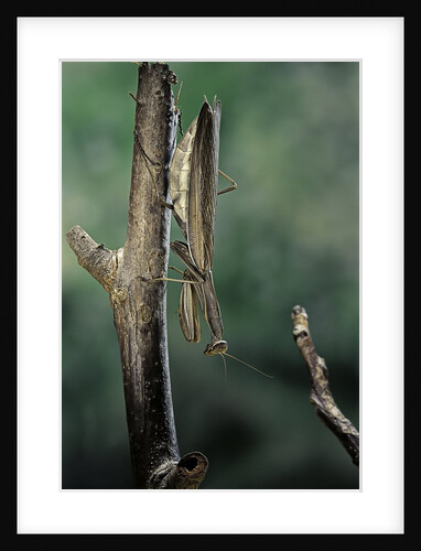 Mantis religiosa (praying mantis) - female ready to lay by Anonymous