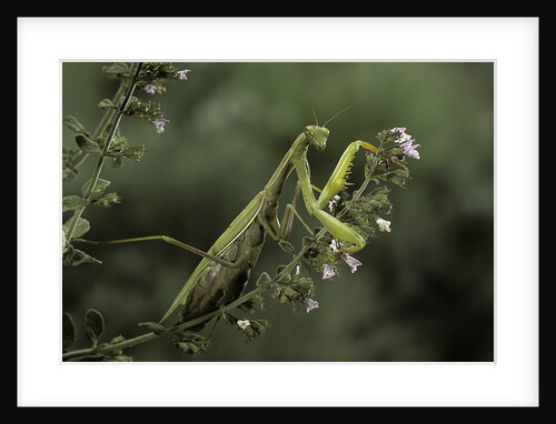 Mantis religiosa (praying mantis) by Anonymous