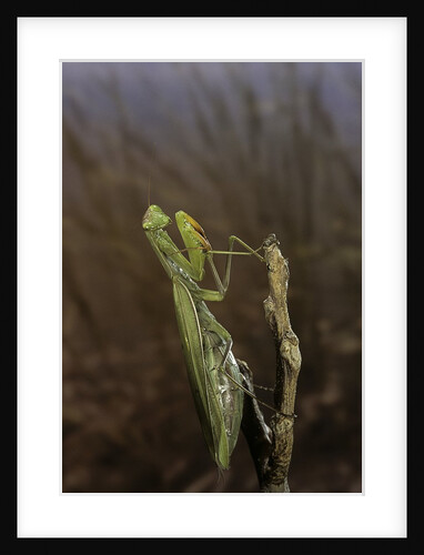 Mantis religiosa (praying mantis) by Anonymous