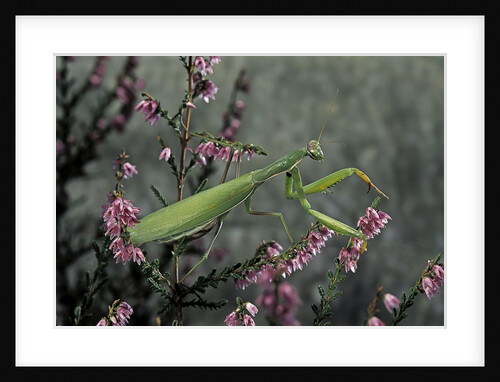 Mantis religiosa (praying mantis) by Anonymous