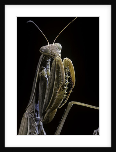 Mantis religiosa (praying mantis) by Anonymous