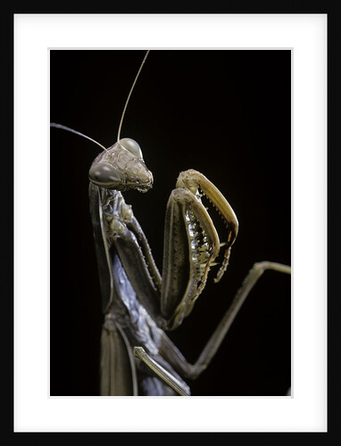 Mantis religiosa (praying mantis) by Anonymous