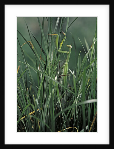 Mantis religiosa (praying mantis) by Anonymous