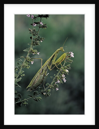 Mantis religiosa (praying mantis) by Anonymous