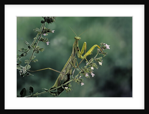 Mantis religiosa (praying mantis) by Anonymous