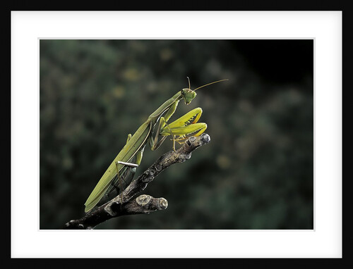 Mantis religiosa (praying mantis) by Anonymous