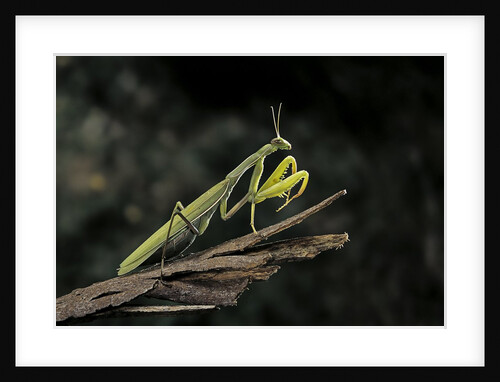 Mantis religiosa (praying mantis) by Anonymous
