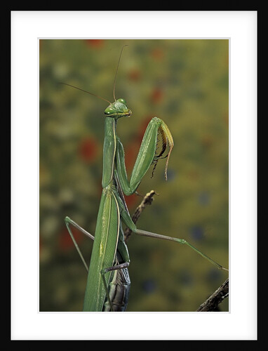 Mantis religiosa (praying mantis) by Anonymous