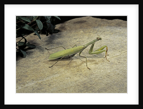 Mantis religiosa (praying mantis) - on stone by Anonymous