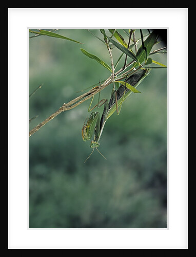 Mantis religiosa (praying mantis) by Anonymous