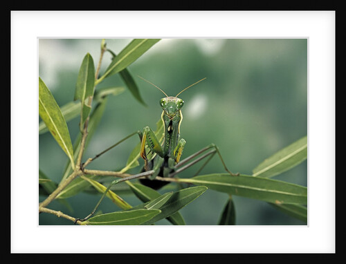 Mantis religiosa (praying mantis) by Anonymous