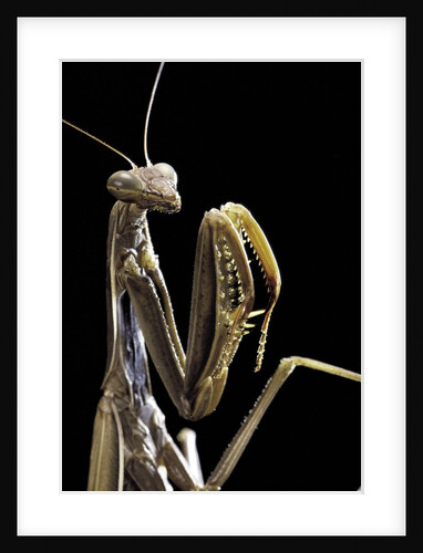 Mantis religiosa (praying mantis) by Anonymous