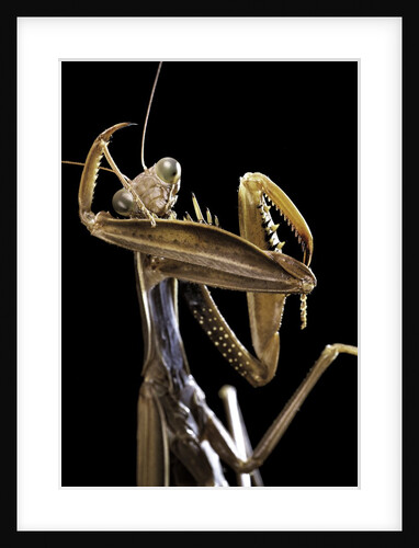 Mantis religiosa (praying mantis) by Anonymous