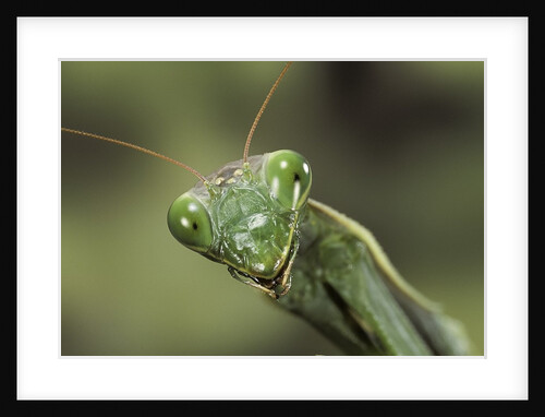 Mantis religiosa (praying mantis) by Anonymous
