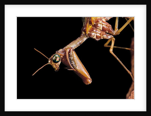 Mantispa styriaca (mantidfly) - portrait by Anonymous