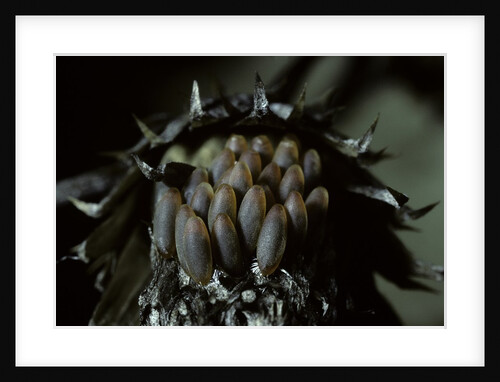 Melasoma populi (broad-shouldered leaf beetle, balsam poplar leaf beetle) - eggs by Anonymous