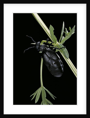 Meloe proscarabaeus (black oil beetle) by Anonymous