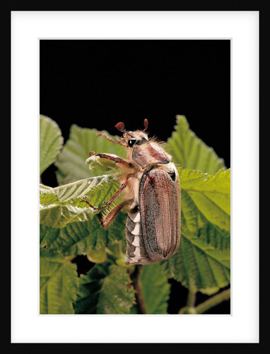Melolontha melolontha (cockchafer, maybug) by Anonymous