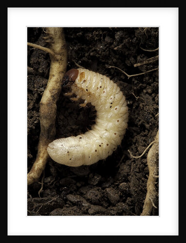 Melolontha melolontha (cockchafer, maybug) - larva or white grub in earth by Anonymous