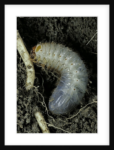Melolontha melolontha (cockchafer, maybug) - larva or white grub in earth by Anonymous