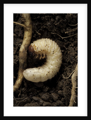 Melolontha melolontha (cockchafer, maybug) - larva or white grub in earth by Anonymous
