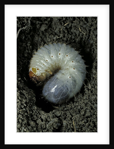 Melolontha melolontha (cockchafer, maybug) - larva or white grub in earth by Anonymous