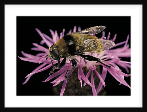 Merodon equestris (narcissus bulb fly) by Anonymous