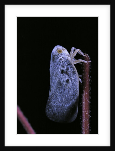 Metcalfa pruinosa (citrus flatid planthopper, mealy lantern fly) by Anonymous