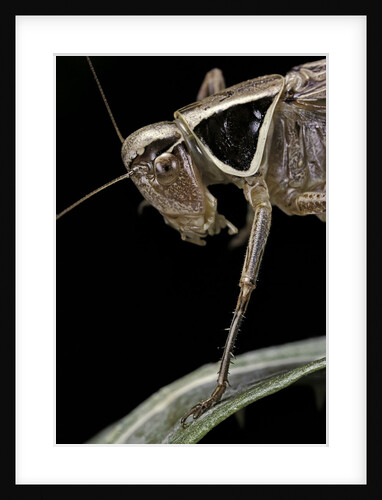Metrioptera roeselii (Roesel's bush-cricket) - portrait by Anonymous