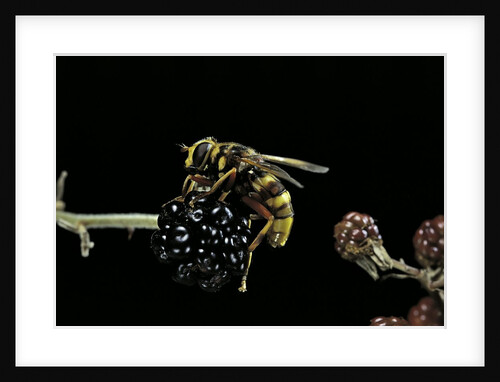 Milesia crabroniformis (hoverfly) by Anonymous