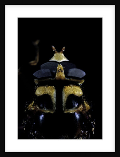 Milesia crabroniformis (hoverfly) - portrait by Anonymous